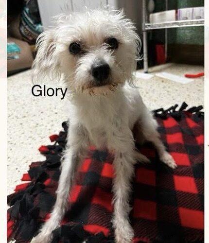 Glory, a Adoptable mixed breed in Broken Arrow, OK image 2/3