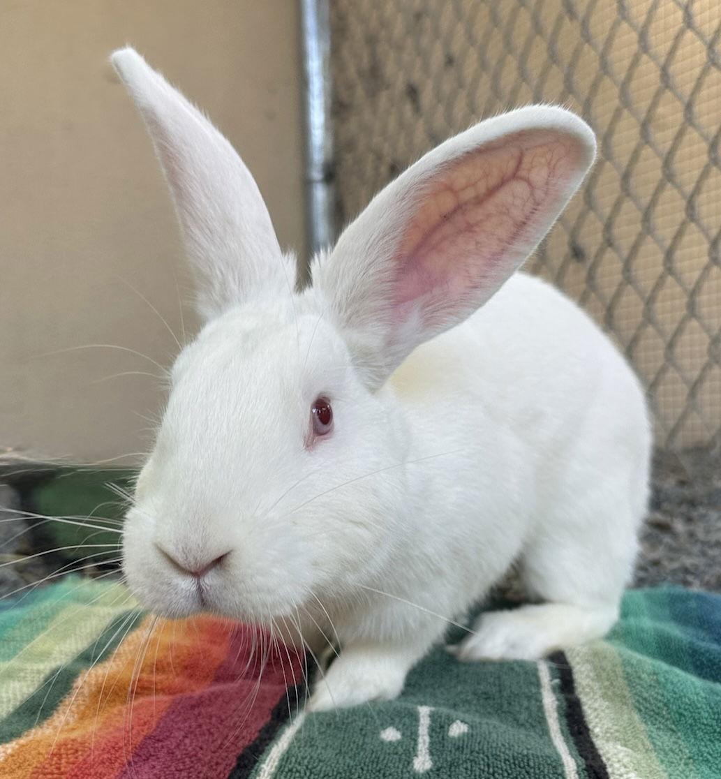 Dunlin, Adoptable, Baby Male New Zealand.