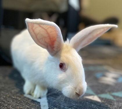 Enlarge Dunlin, a Adoptable New Zealand in Oakland, CA image 2/2