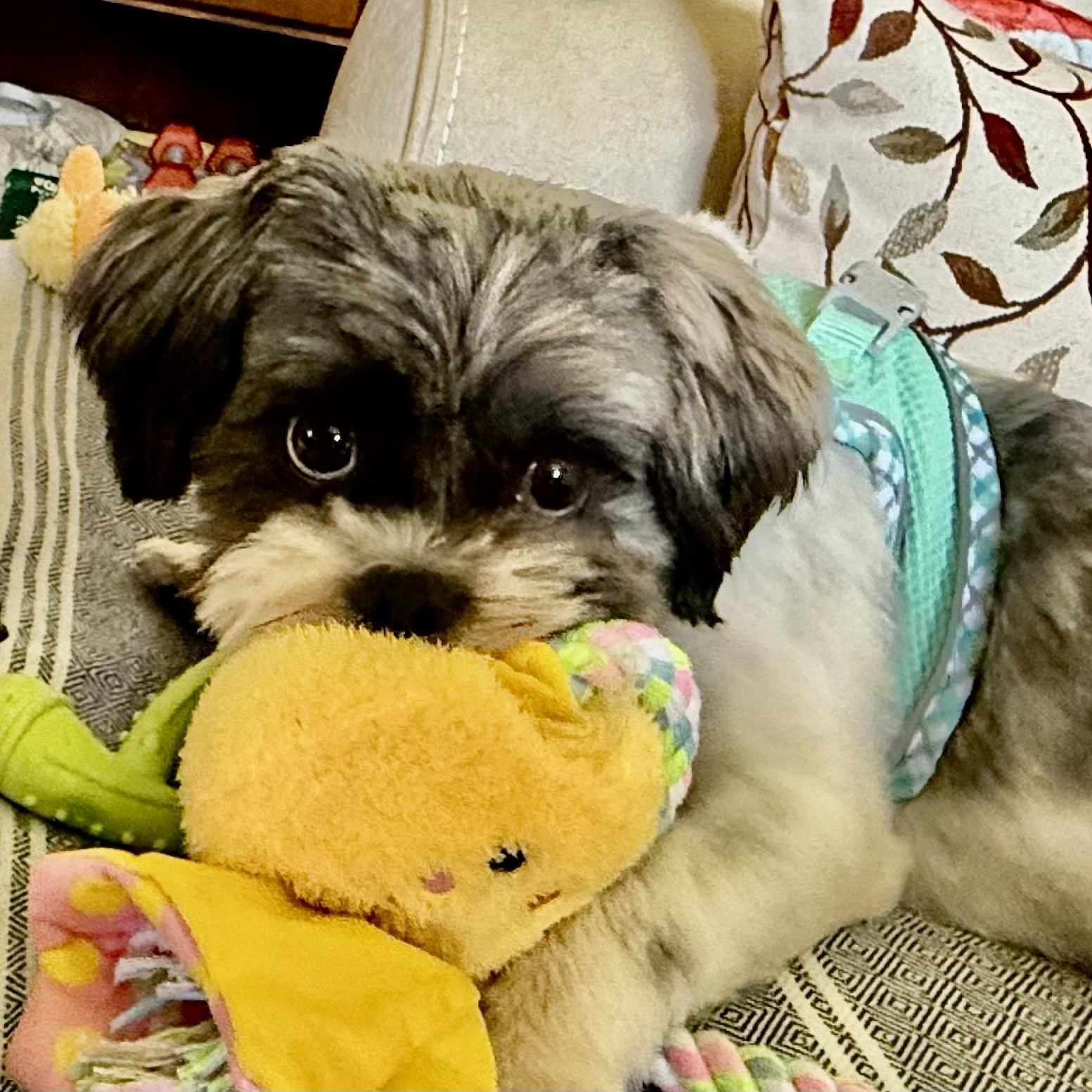 Rosita Turner, an adoptable Shih Tzu, Havanese in Plano, TX, 75093 | Photo Image 3