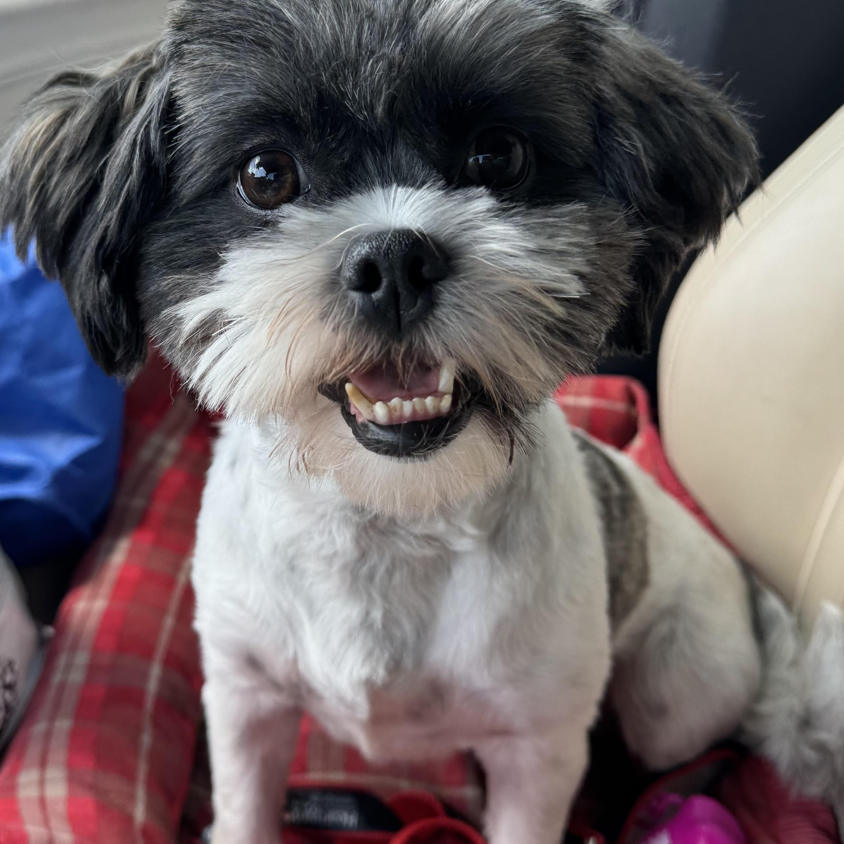 Rosita Turner, an adoptable Shih Tzu, Havanese in Plano, TX, 75093 | Photo Image 1