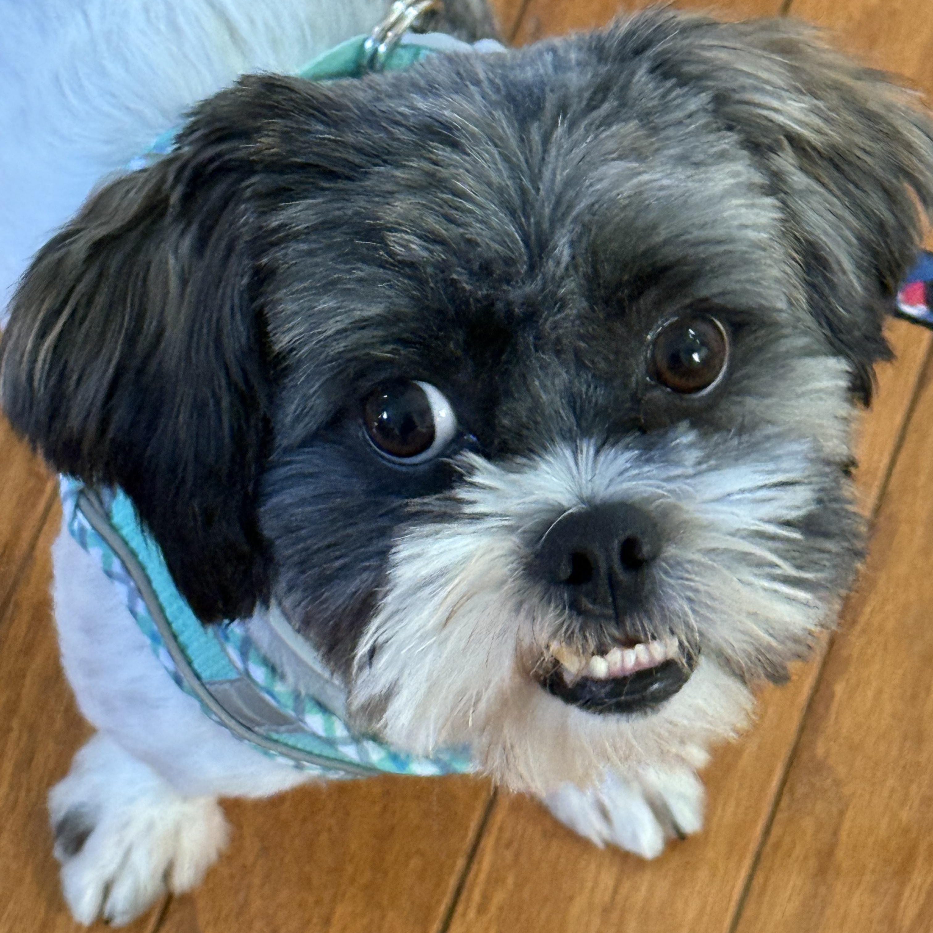 Rosita Turner, an adoptable Shih Tzu, Havanese in Plano, TX, 75093 | Photo Image 2