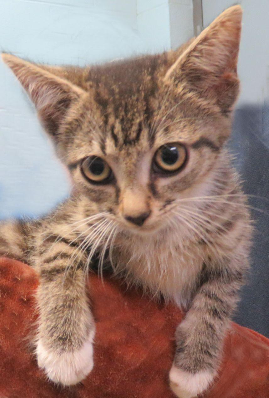 Patrick, adopted, Kitten Male Domestic Short Hair.