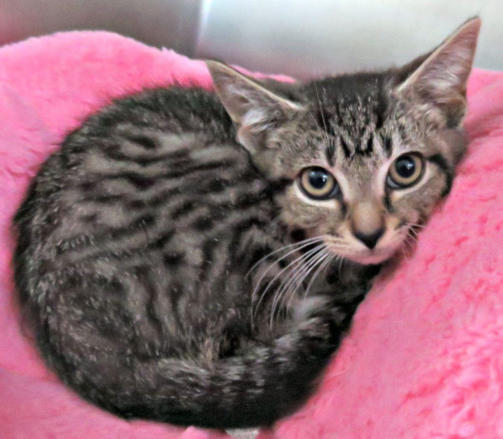Patrick, an adopted mixed breed in Lexington, VA image 3/3