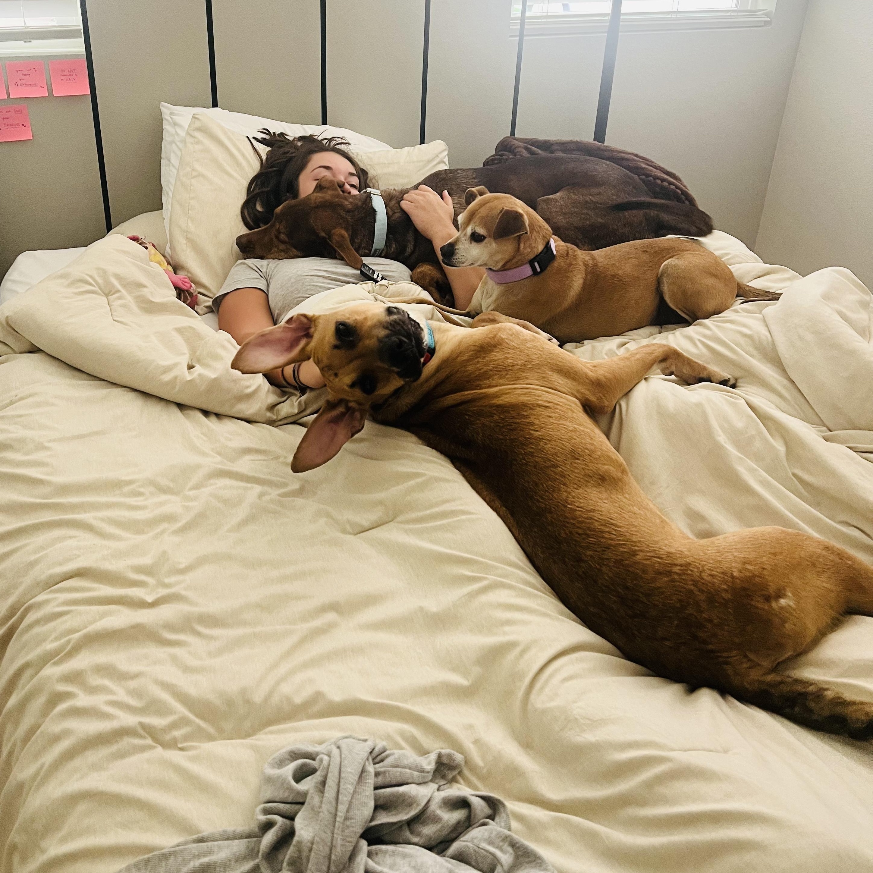 Enlarge Archie, a Adoptable mixed breed in San Francisco, CA image 3/6