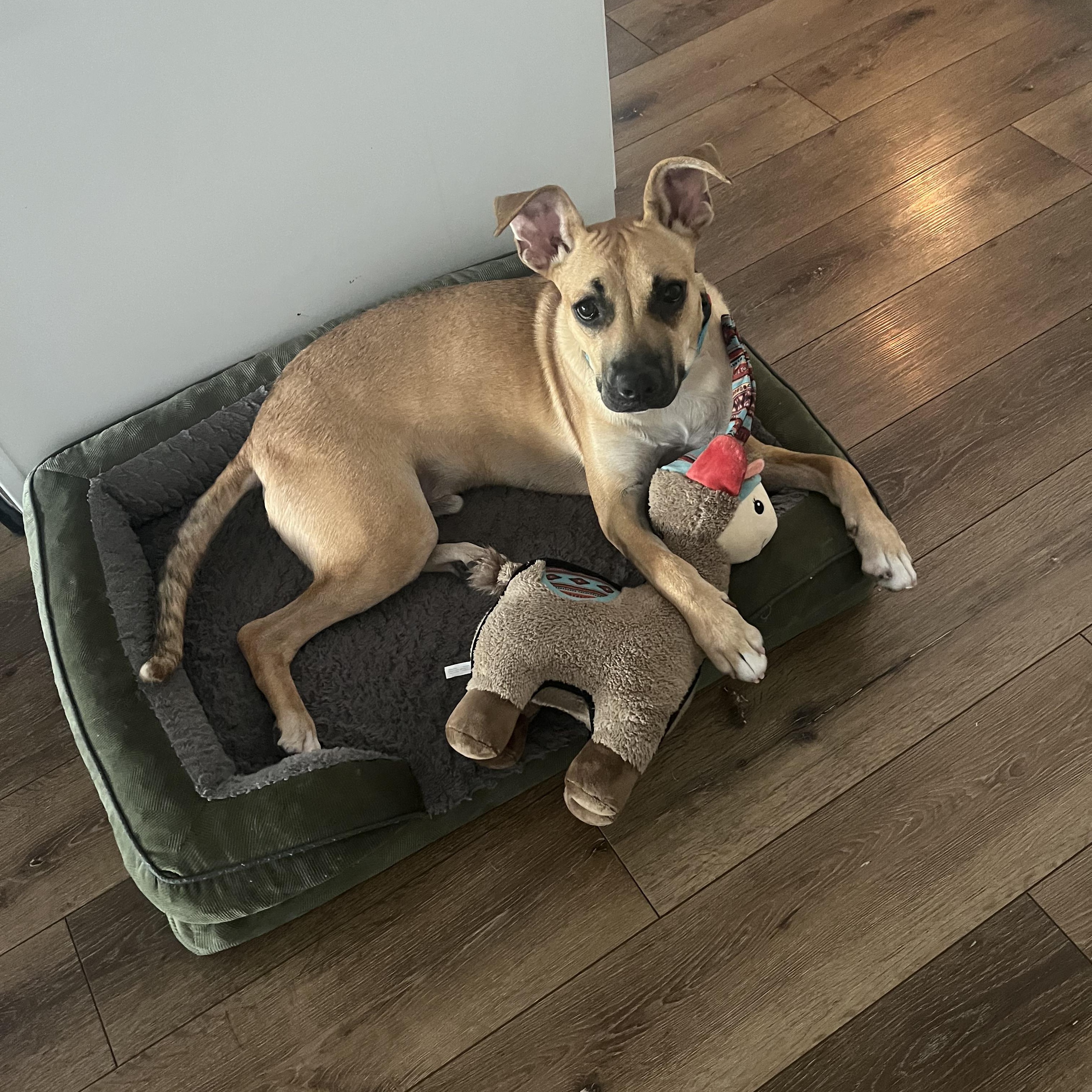 Enlarge Archie, a Adoptable mixed breed in San Francisco, CA image 2/6