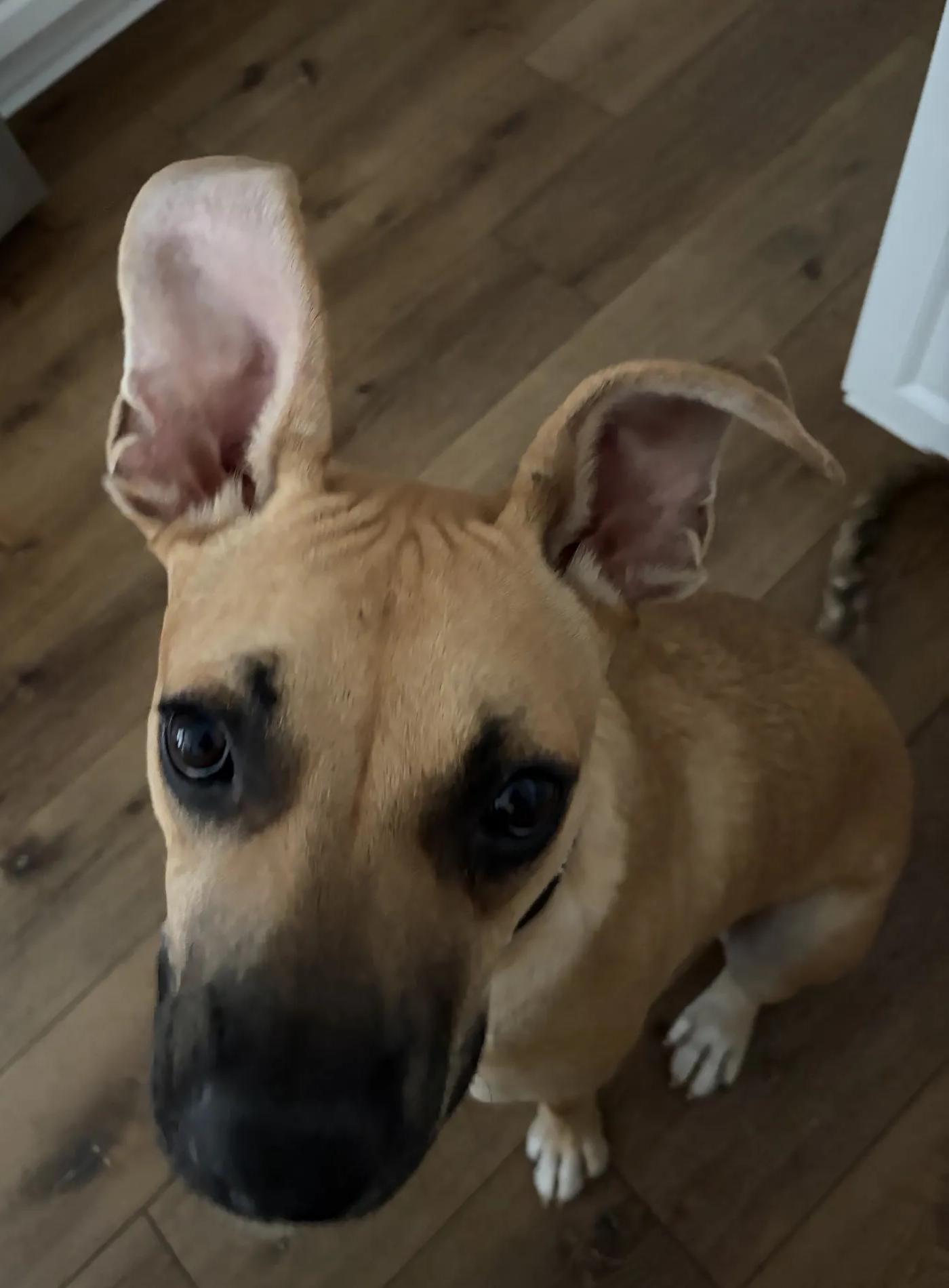 Archie, Adoptable, Young Male German Shepherd Dog & Black Mouth Cur.