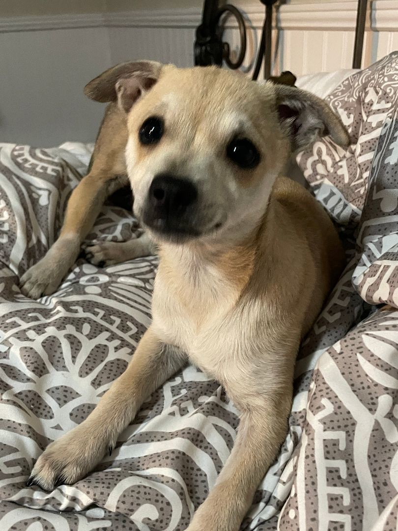 Puppy Tonia, a Adopted Chihuahua in Sarasota, FL image 1/3