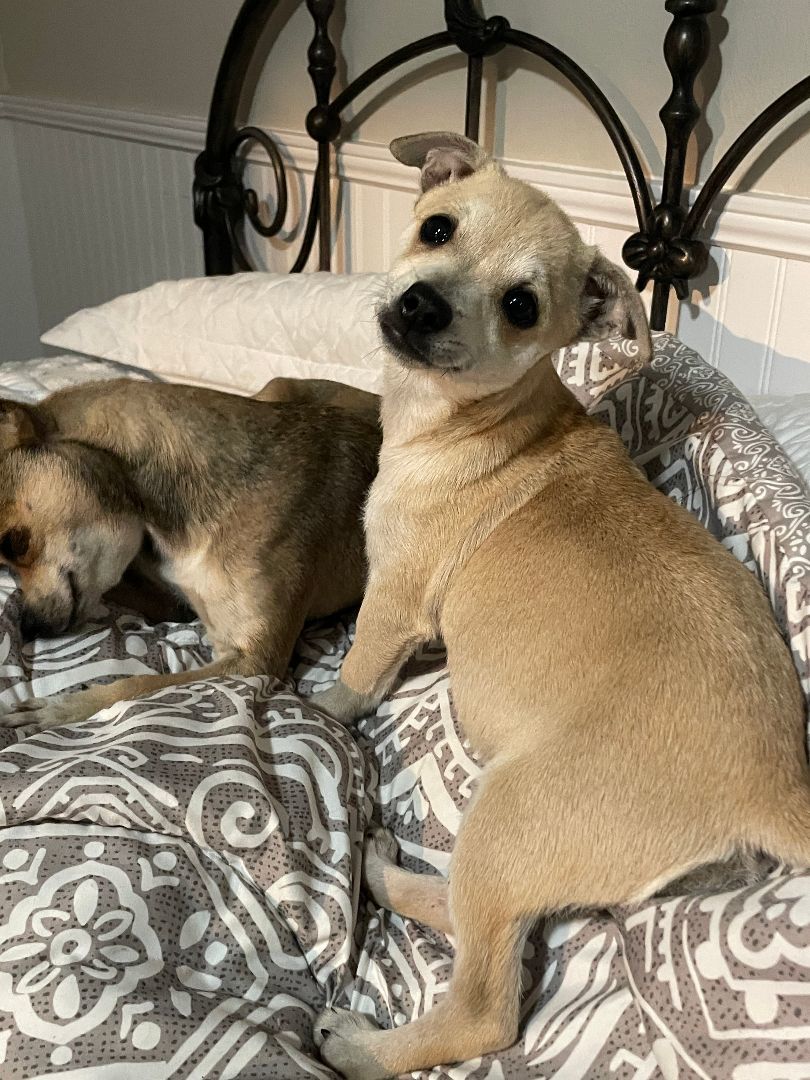 Puppy Tonia, a Adopted Chihuahua in Sarasota, FL image 2/3