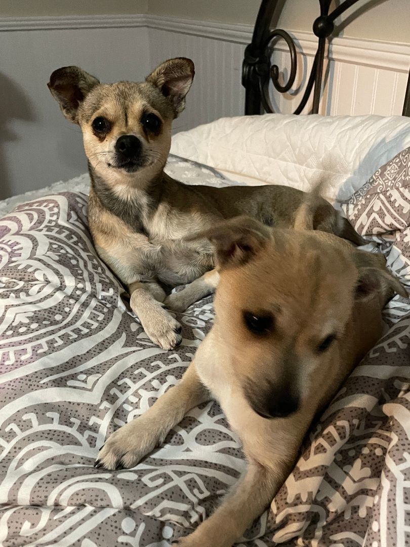 Puppy Tonia, a Adopted Chihuahua in Sarasota, FL image 3/3