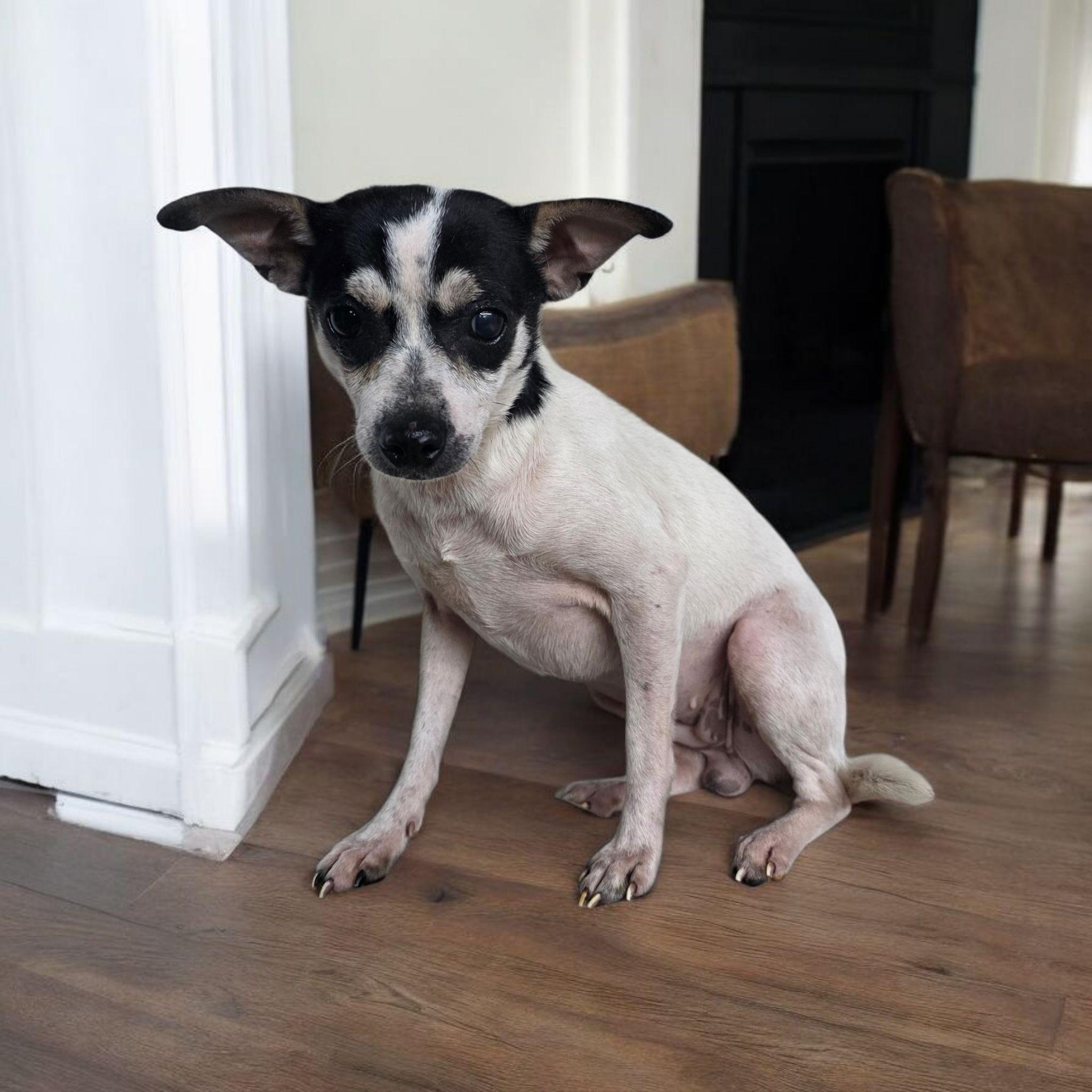 Allie, Adoptable, Adult Female Chihuahua.