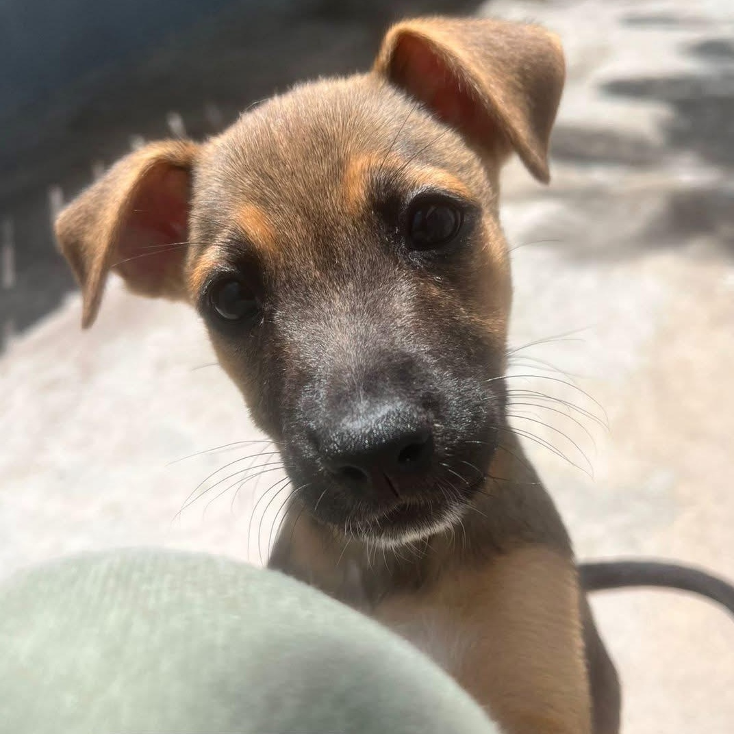 Enlarge Marie, a ADOPTABLE Mixed Breed in Thornhill, ON image 5/6