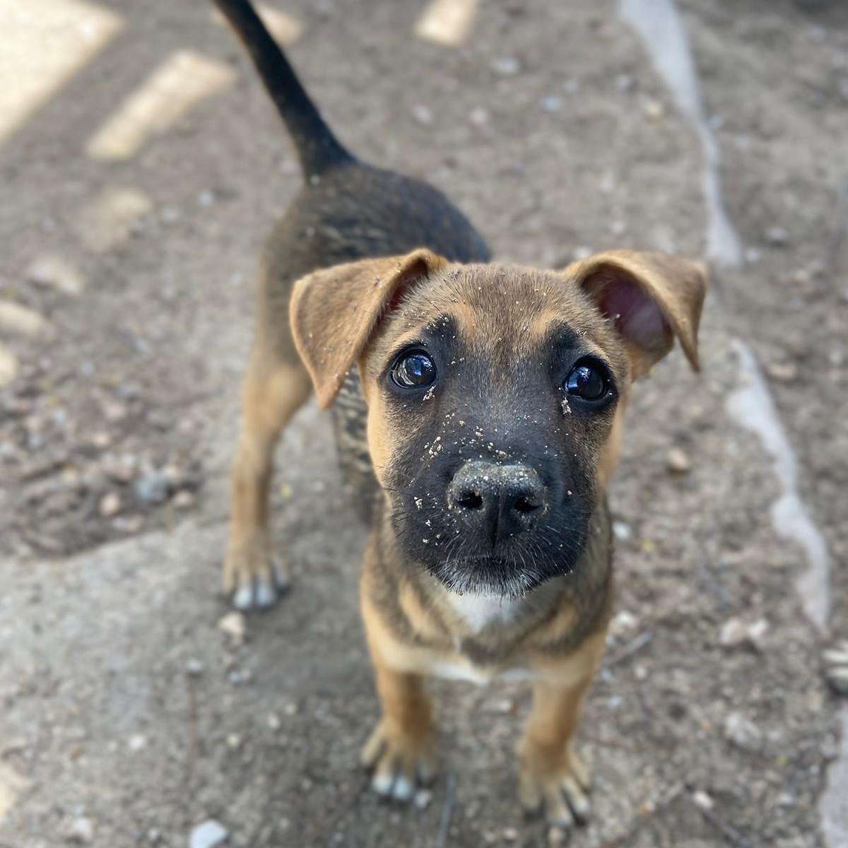 Enlarge Marie, a ADOPTABLE Mixed Breed in Thornhill, ON image 4/6