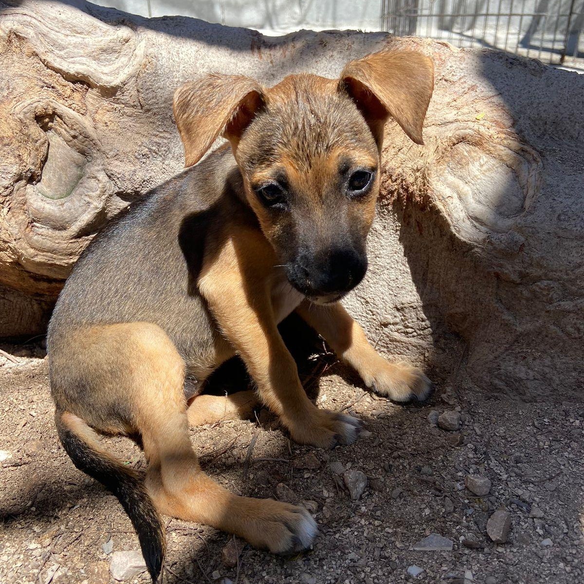 Enlarge Marie, a ADOPTABLE Mixed Breed in Thornhill, ON image 6/6