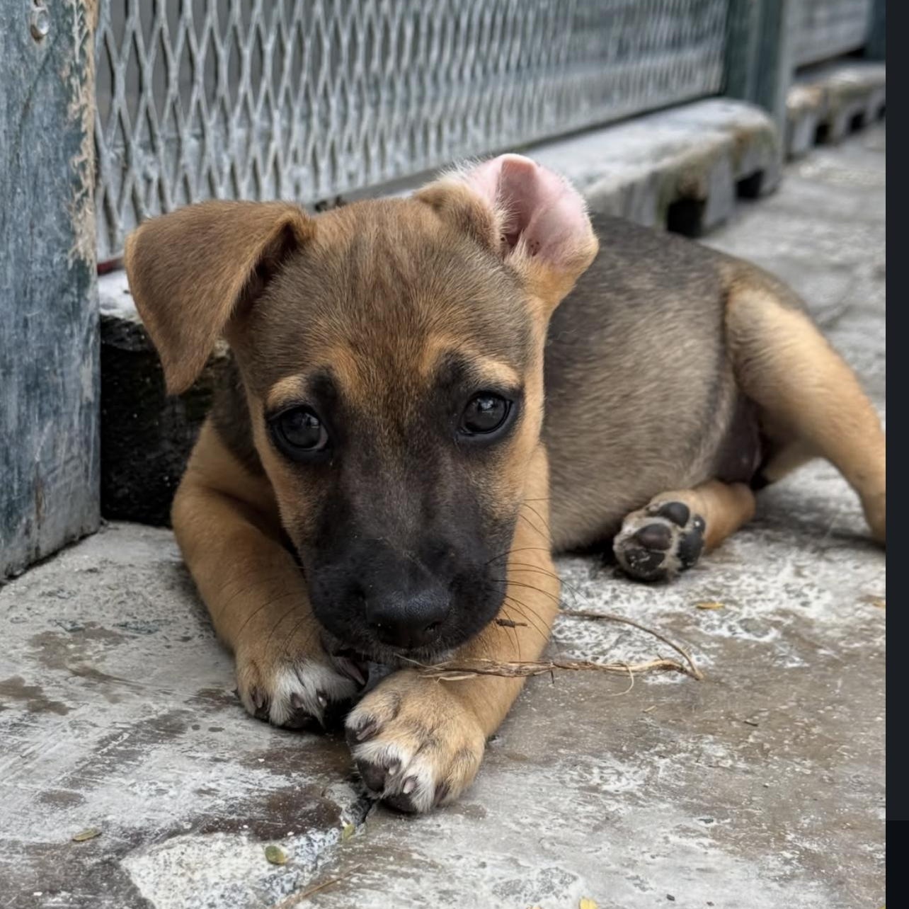 Enlarge Marie, a ADOPTABLE Mixed Breed in Thornhill, ON image 2/6
