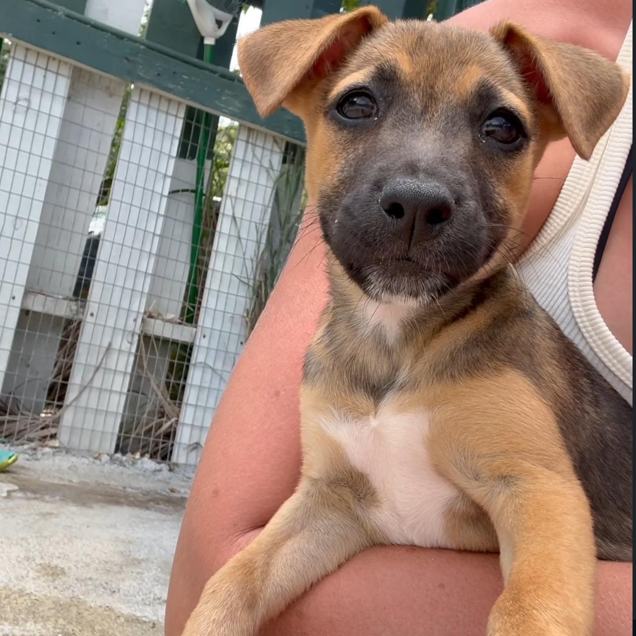 Enlarge Marie, a ADOPTABLE Mixed Breed in Thornhill, ON image 3/6