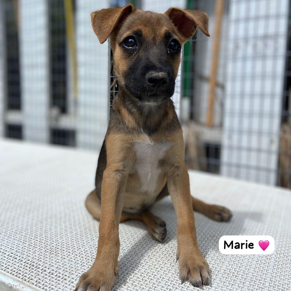 Marie, ADOPTABLE, Puppy Female Mixed Breed.