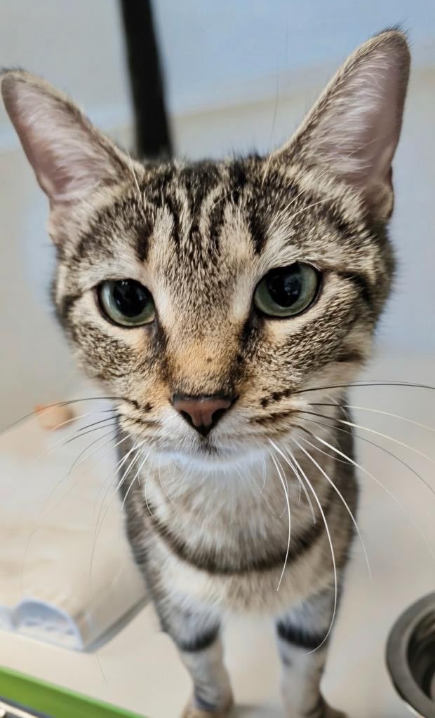 Evergreen, a Adoptable mixed breed in Greenfield, IN image 1/6