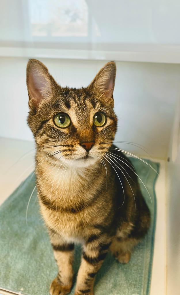 Evergreen, Adoptable, Adult Female Domestic Short Hair.