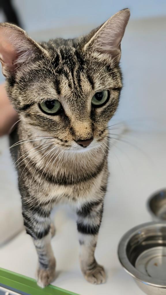 Evergreen, a Adoptable mixed breed in Greenfield, IN image 3/6