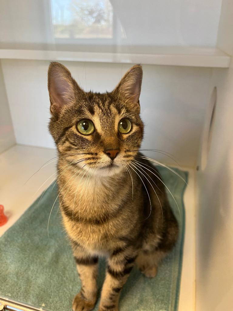 Evergreen, a Adoptable mixed breed in Greenfield, IN image 5/6