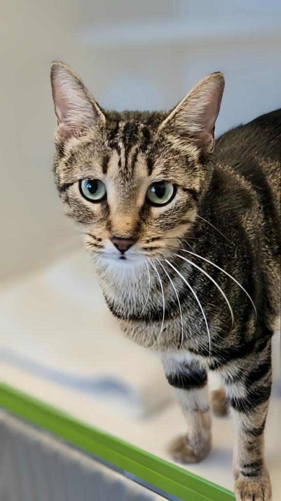 Evergreen, a Adoptable mixed breed in Greenfield, IN image 6/6