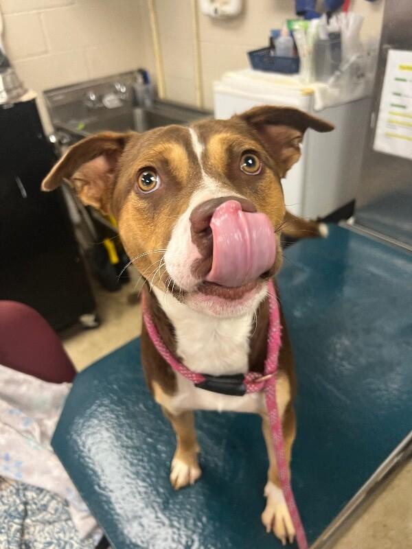 Van Halen, Adoptable, Adult Male Cattle Dog.