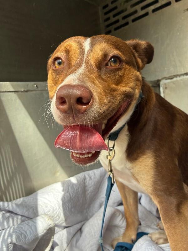 Enlarge Van Halen, a Adoptable Cattle Dog in Mobile, AL image 2/2