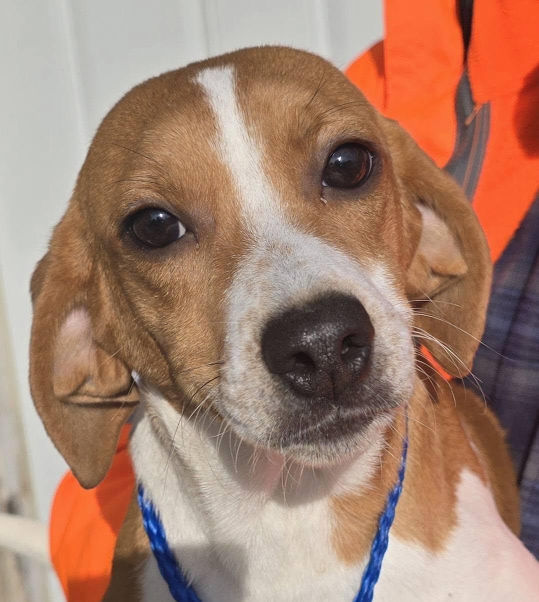 Female Beagle Mix, ADOPTABLE, Puppy Female Beagle.