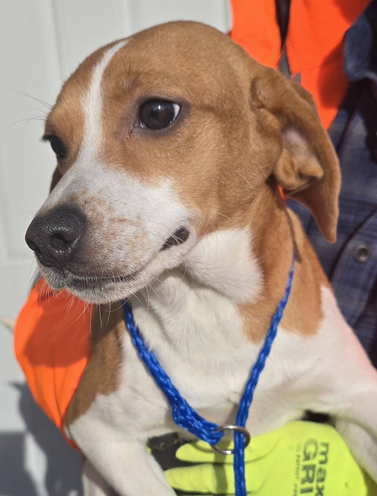 Female Beagle Mix, a ADOPTABLE mixed breed in Terre Haute, IN image 2/4