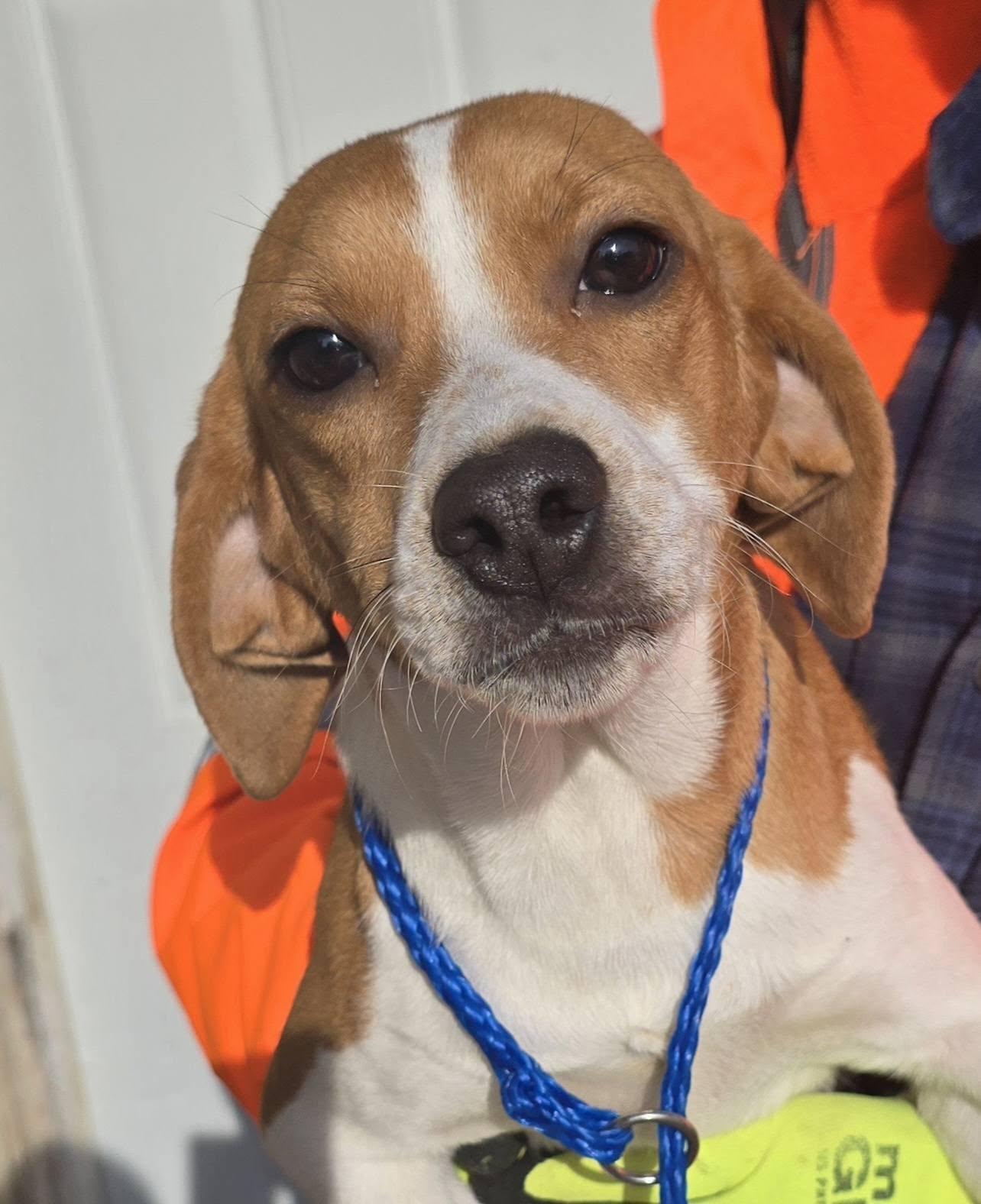 Female Beagle Mix, a ADOPTABLE mixed breed in Terre Haute, IN image 3/4