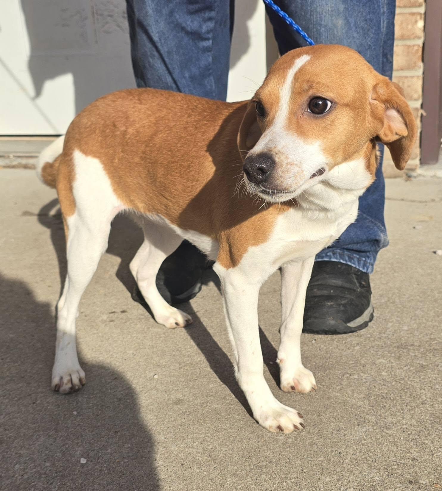 Female Beagle Mix, a ADOPTABLE mixed breed in Terre Haute, IN image 4/4
