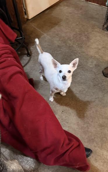 Enlarge April, a ADOPTABLE mixed breed in Albion, NY image 2/4