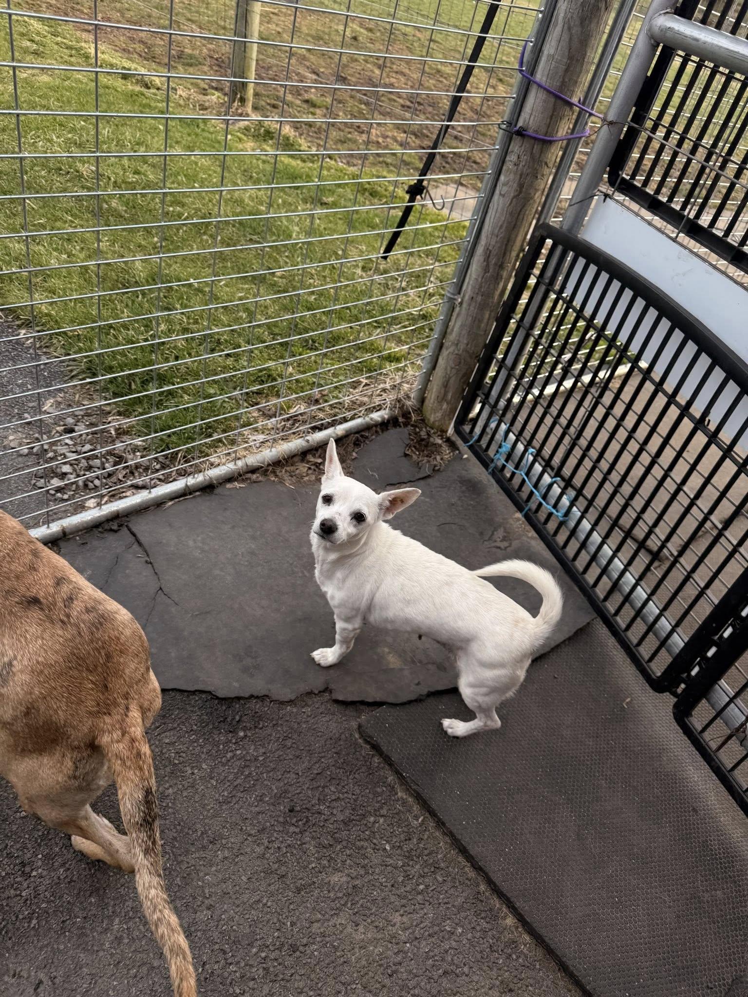 Enlarge April, a ADOPTABLE mixed breed in Albion, NY image 4/4