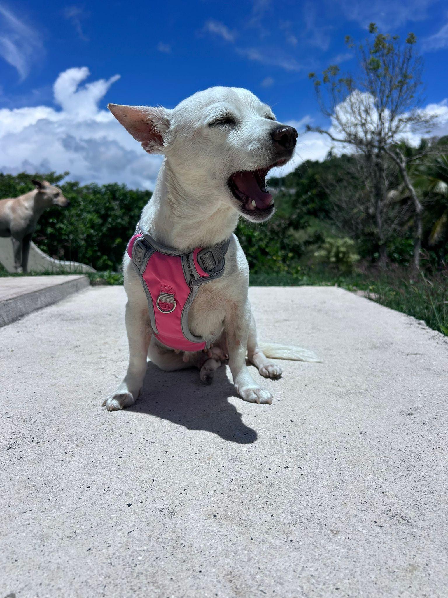 April, ADOPTABLE, Adult Female Chiweenie.