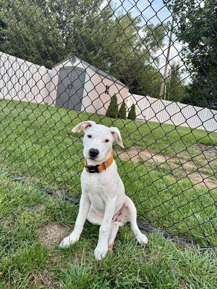 Holt - fostered in Omaha, Adoptable, Puppy Male Labrador Retriever & Boxer.