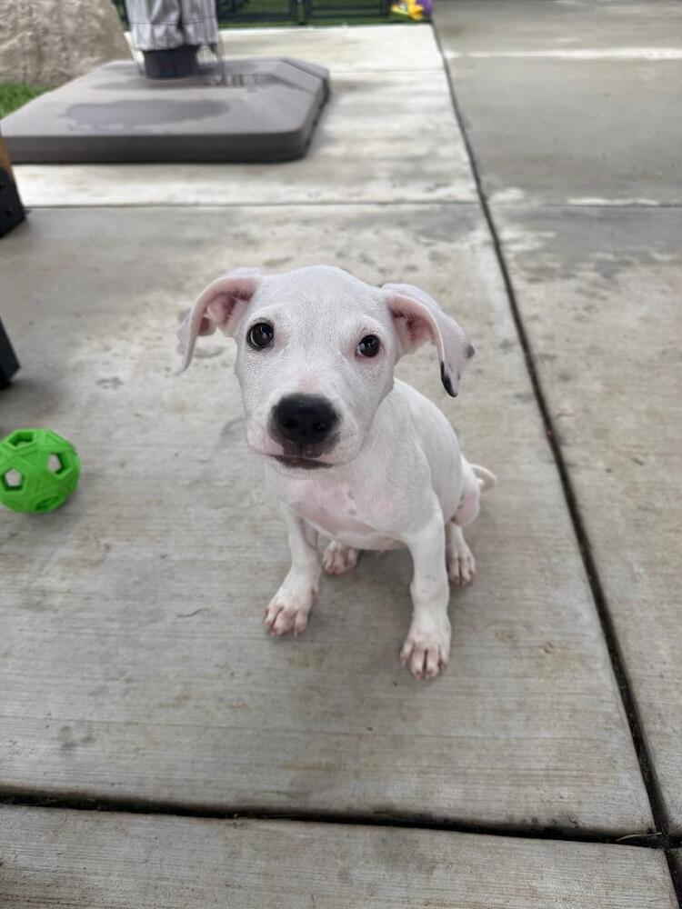 Enlarge Holt - fostered in Omaha, a Adoptable mixed breed in Shawnee Mission, KS image 2/6