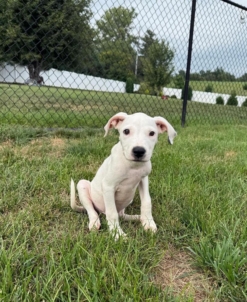 Enlarge Holt - fostered in Omaha, a Adoptable mixed breed in Shawnee Mission, KS image 3/6