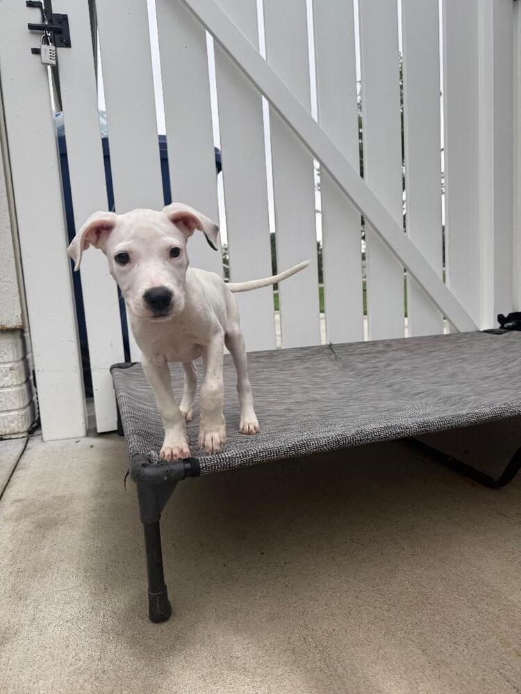 Enlarge Holt - fostered in Omaha, a Adoptable mixed breed in Shawnee Mission, KS image 4/6