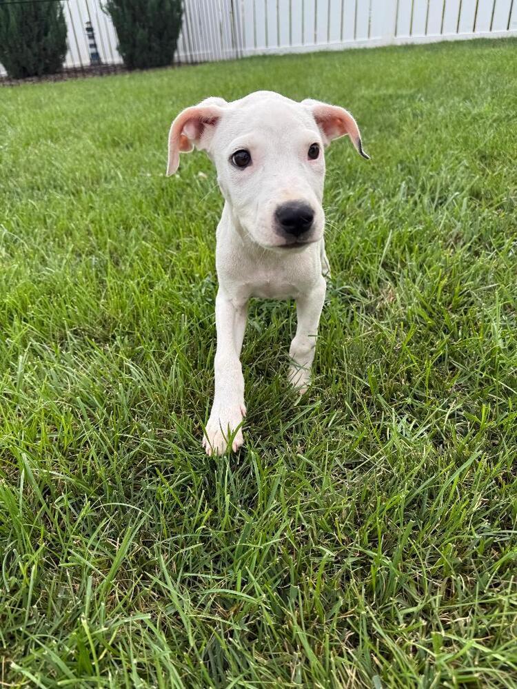 Enlarge Holt - fostered in Omaha, a Adoptable mixed breed in Shawnee Mission, KS image 5/6