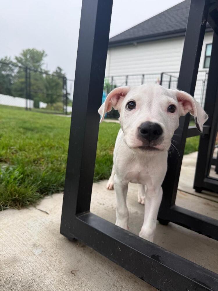 Enlarge Holt - fostered in Omaha, a Adoptable mixed breed in Shawnee Mission, KS image 6/6