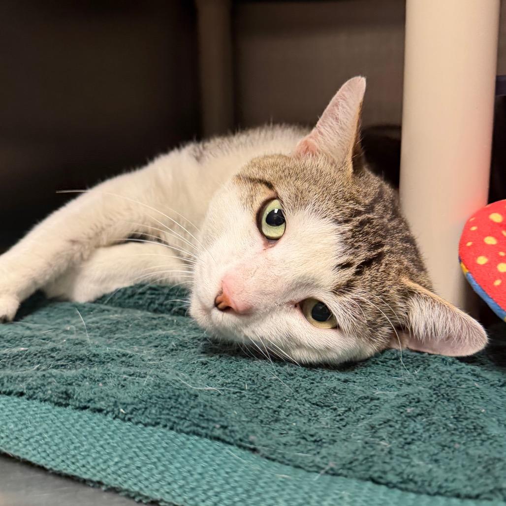 Ed, Adoptable, Adult Male Domestic Short Hair.