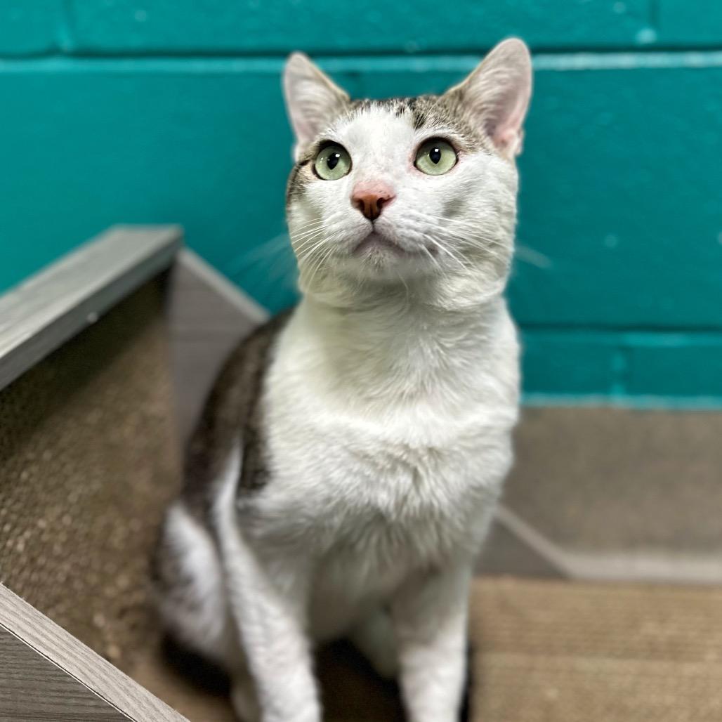 Enlarge Ed, a Adoptable Domestic Short Hair in Fredericksburg, VA image 2/6