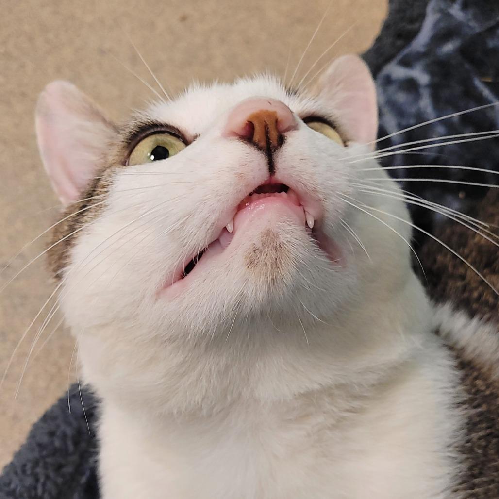 Enlarge Ed, a Adoptable Domestic Short Hair in Fredericksburg, VA image 3/6
