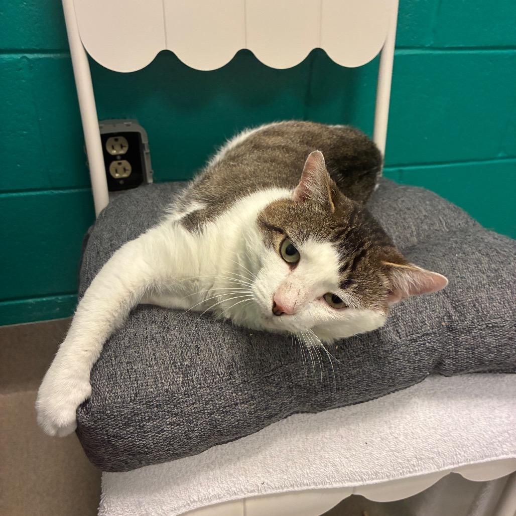 Enlarge Ed, a Adoptable Domestic Short Hair in Fredericksburg, VA image 4/6