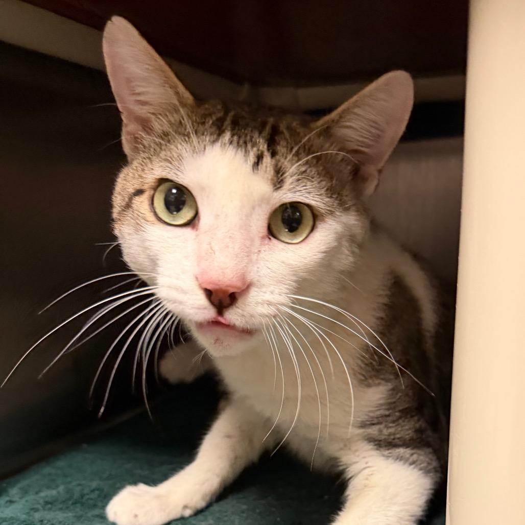 Enlarge Ed, a Adoptable Domestic Short Hair in Fredericksburg, VA image 5/6