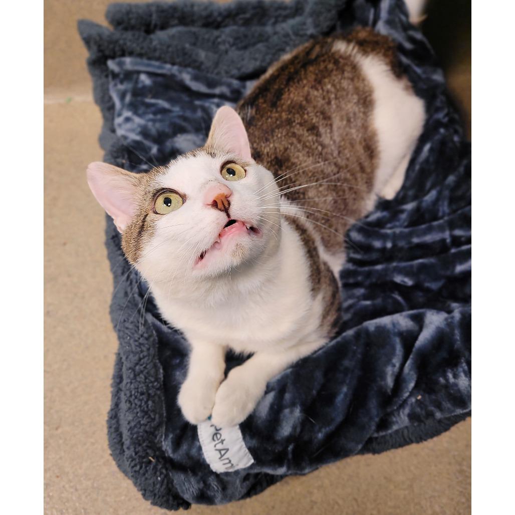 Enlarge Ed, a Adoptable Domestic Short Hair in Fredericksburg, VA image 6/6