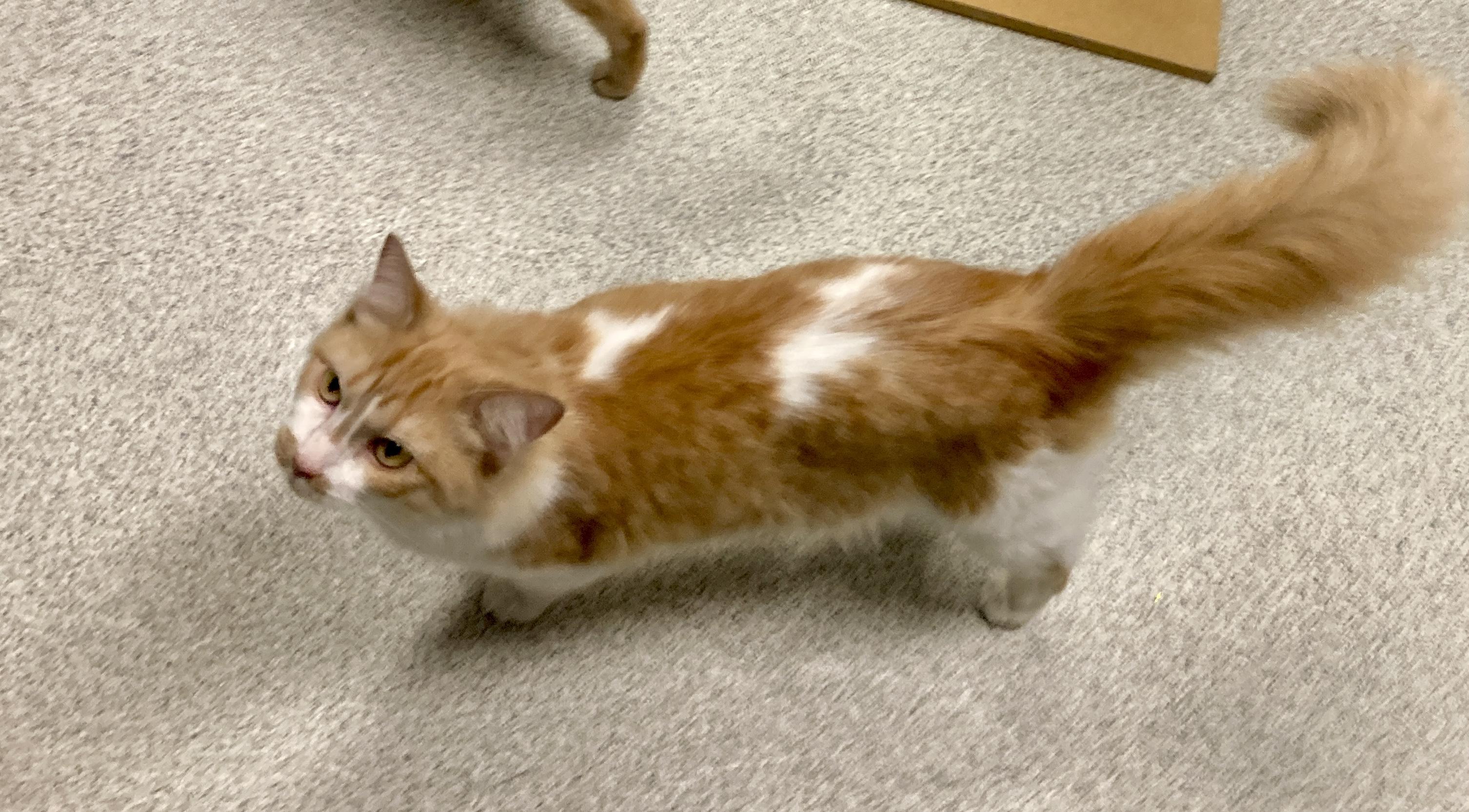 Enlarge Squash, a Adoptable mixed breed in Camp Pendleton, CA image 4/5