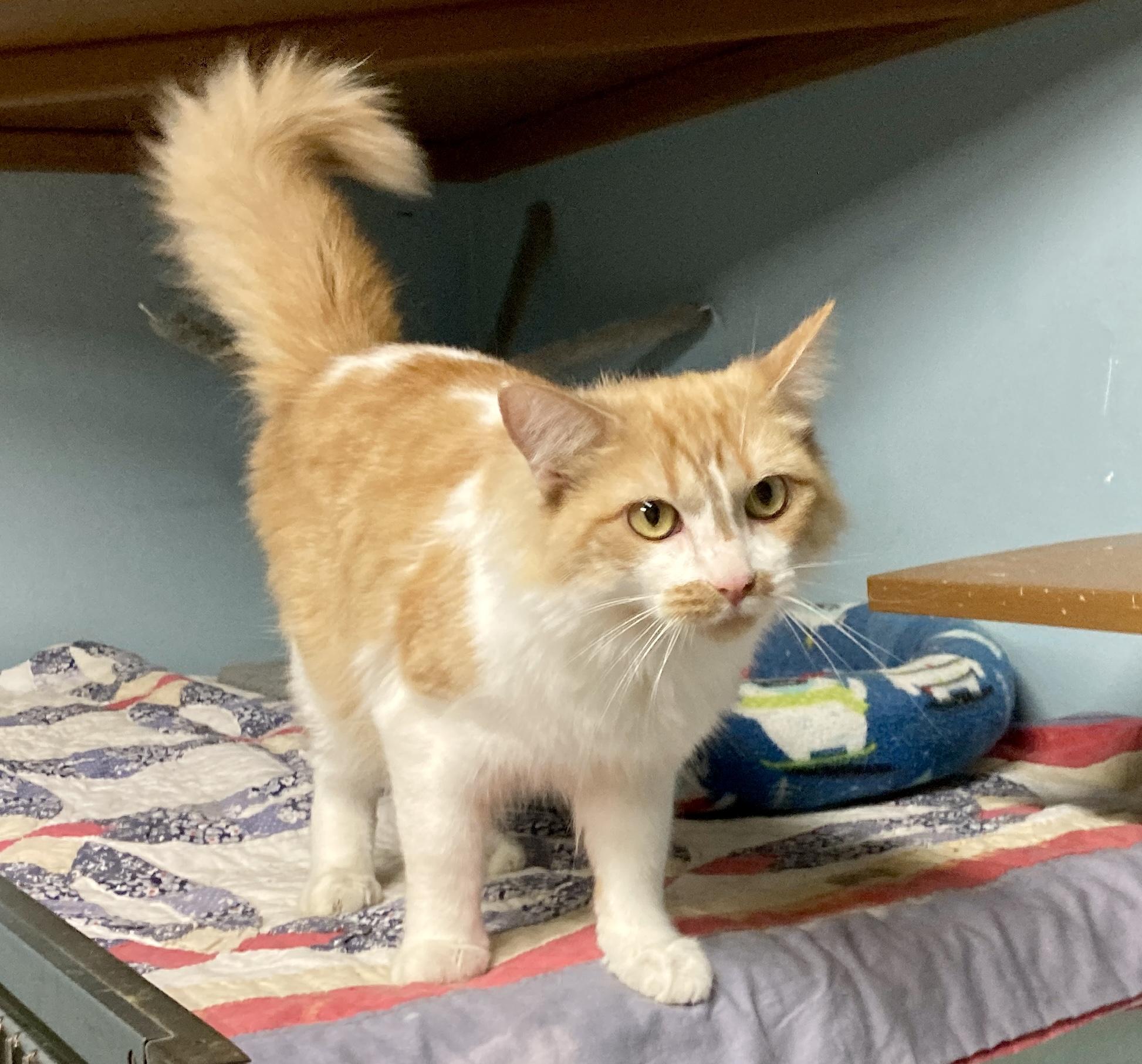 Enlarge Squash, a Adoptable mixed breed in Camp Pendleton, CA image 3/5