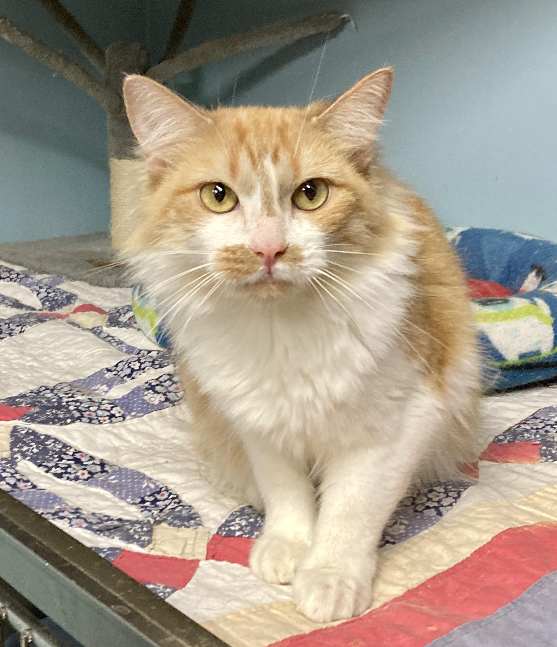Enlarge Squash, a Adoptable mixed breed in Camp Pendleton, CA image 2/5